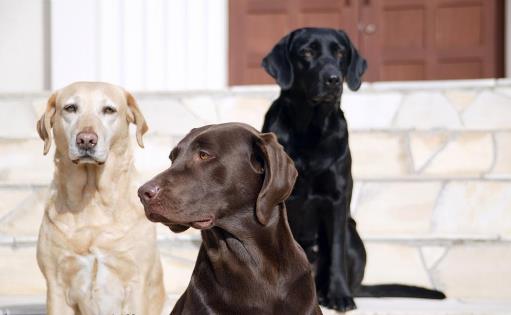 拉布拉多犬AKC标准揭秘 快来看看你家宝贝品种纯不纯-三图集